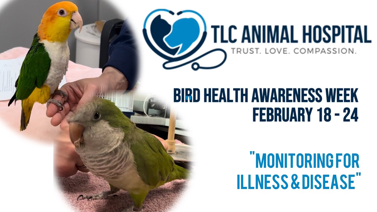 "Monitoring for illness & disease" Bird Health Awareness Week TLC