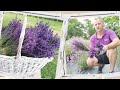 Recoltarea lavandei  soiuri semitimpurii harvesting lavender