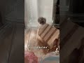 ハムスターの行動どれが好きですか？#hamster #ハムスター #tiktokコンテスト #ハムスターのいる生活 #かわいい #小動物