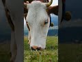 Cow Sound Cow Sound Short Video рџђ Cow Sound Cow Sound Short Video рџђ