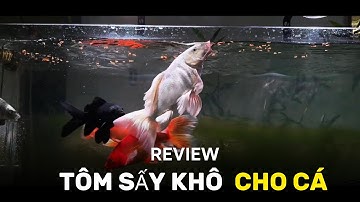 Cho Cá Chép Phi Tần Ăn Tôm Sấy: Vảy Bóng, Màu Đẹp, Tăng Size Nhanh Chóng