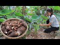 Digging taro root to make dessert / Taro root dessert recipe / Cooking with Sreypov