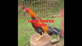 Alguns Dos Maiores Reprodutores Da Atualidade