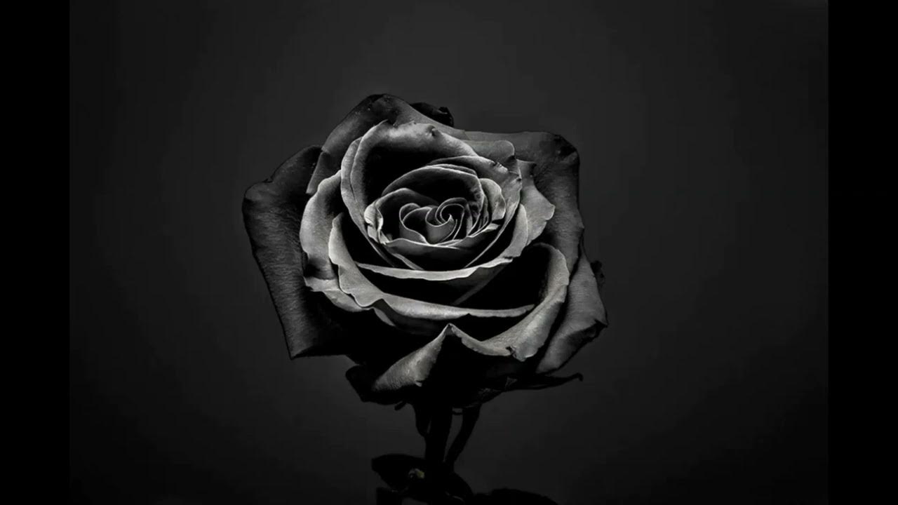 Роза черная наоми. Халфети блэк роуз. Черные розы во сне. Черный нефрит роза. Синяя роза.