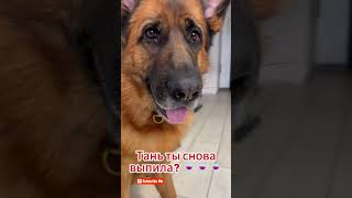 Как же хочется мясо 🐶🥩 Немецкая овчарка Тайга и Померанский шпиц Фенёк