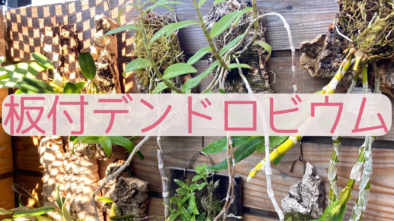 真夏の観察】板付デンドロビウムをじっくり見る！ - YouTube