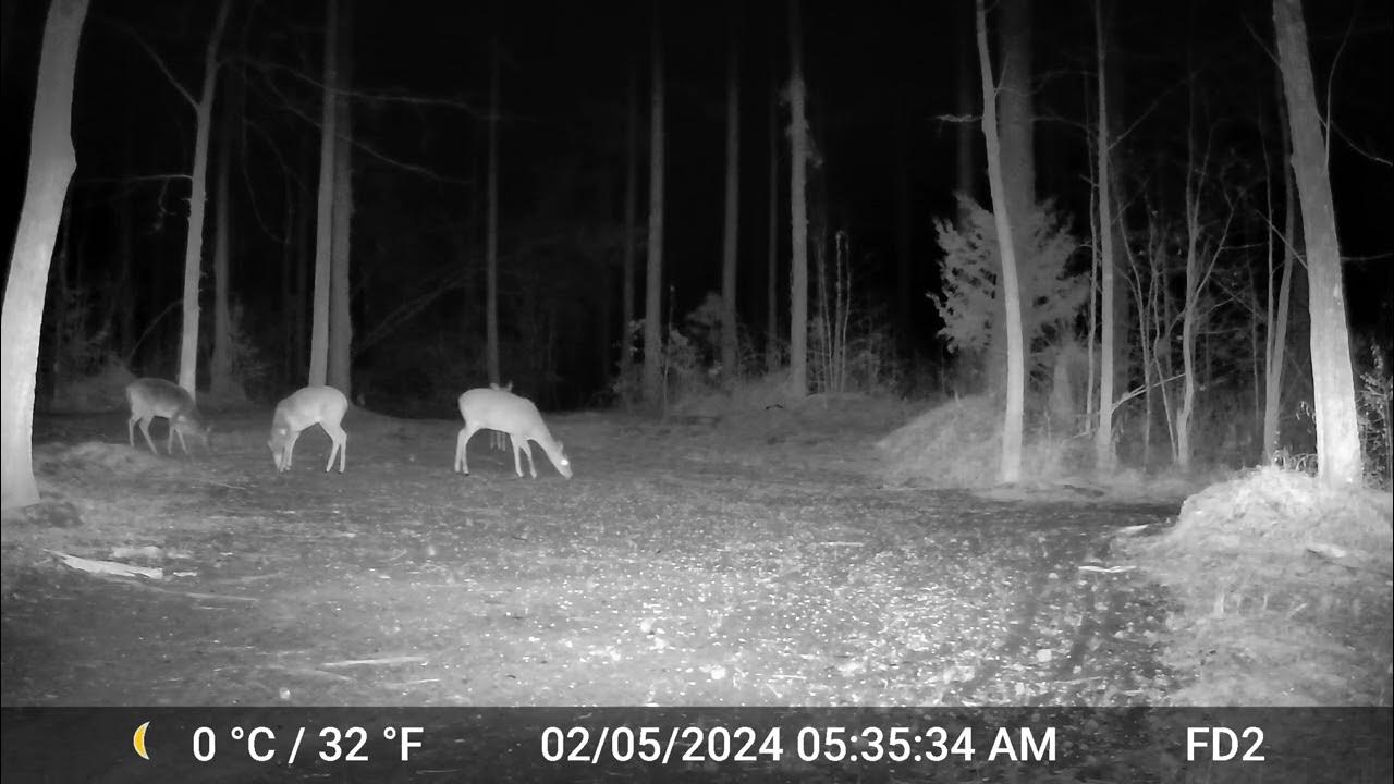 Deer Monday, February 5, 2024 at 535 AM YouTube