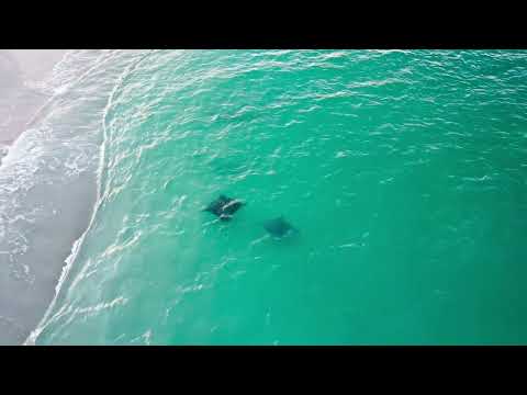 Massive Eagle Rays Swim With Beach Goers.