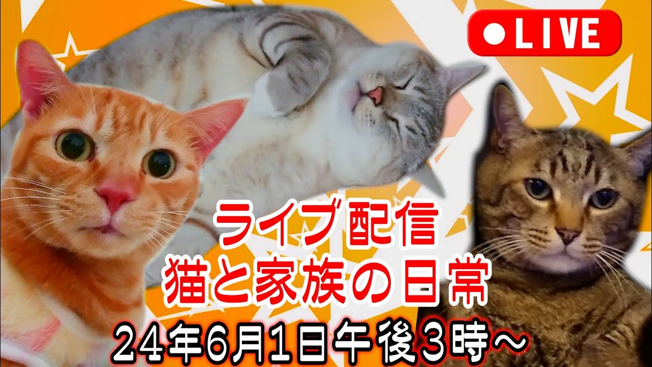 猫と家族の日常ライブ24.6.1 本日２週間ぶりの生配信