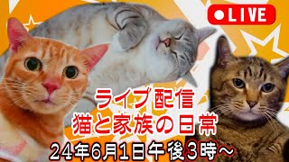 猫と家族の日常ライブ24.6.1 本日週間ぶりの生配信