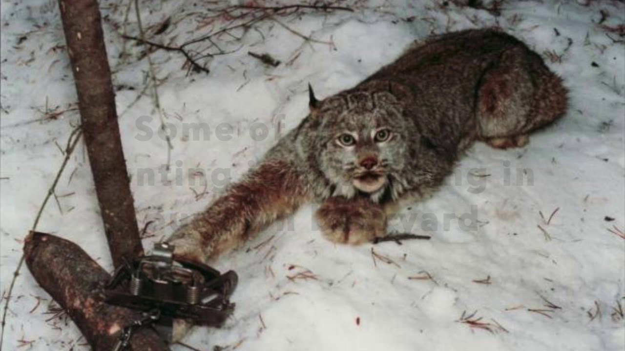 illegal fur trade YouTube