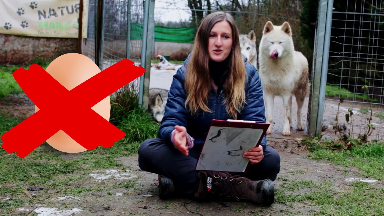 Hund Kastrieren lassen ja oder nein / Kastration welche Vor und