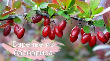 Варенье из барбариса без варки