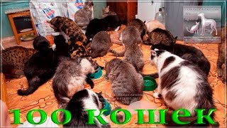 🐱Когда у тебя 💯 кошек что делать и как накормить? 🐱 a shelter for homeless animals 🐱Когда у тебя 💯 кошек что делать и как накормить? 🐱 a shelter for homeless animals