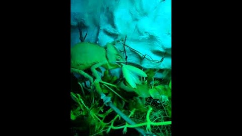 Chameleon eating a mantis!