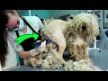 YOU WON&#39;T BELIEVE how this AGGRESSIVE DOG was before Shaving all this matted fur (And We Paid $100)