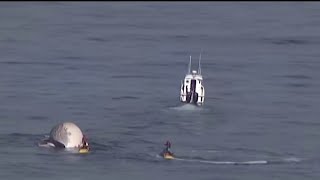 Dead whale floating off San Diego coast | NBC 7 San Diego