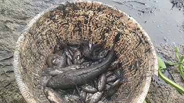 IBU IBU MENANGKAP IKAN SKILL DEWA