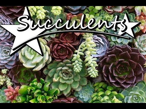 วีดีโอ: การดูแล Crassula Succulents - เคล็ดลับในการปลูกต้น Crassula Red Pagoda
