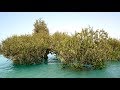 IRAN - Qeshm Island - Part 1