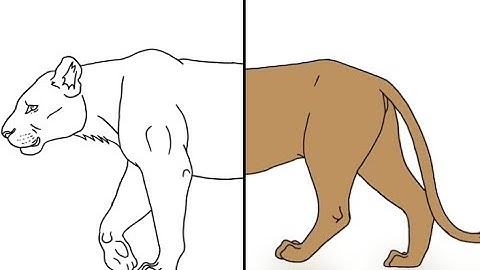 Lion Walk Cycle: Animation  Made in Adobe Freshco #trending #viralvideo #video #viralshorts #shorts