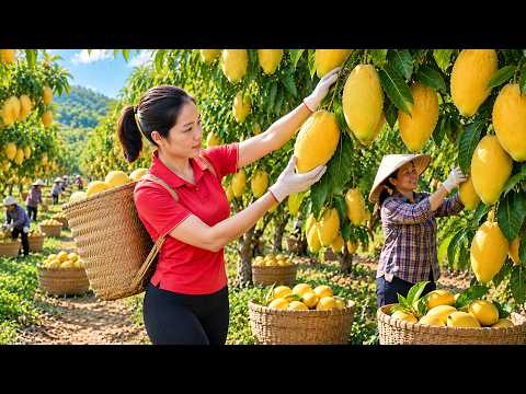 Harvesting 1000 + Kg Sweet Golden Mangoes Behind the Hill To Sell At Market | Tieu Ca Free Bushcraft