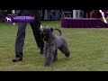 Kerry Blue Terriers | Breed Judging 2021 の動画、YouTube動画。
