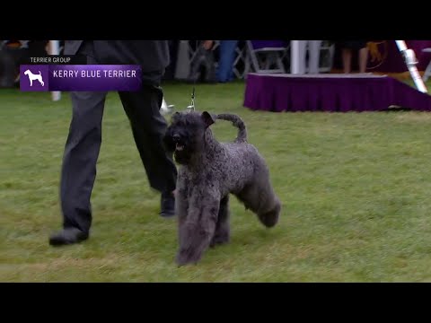 Βίντεο: Kerry Blue Terrier Dog Breed Υποαλλεργικό, Υγεία και Διάρκεια Ζωής