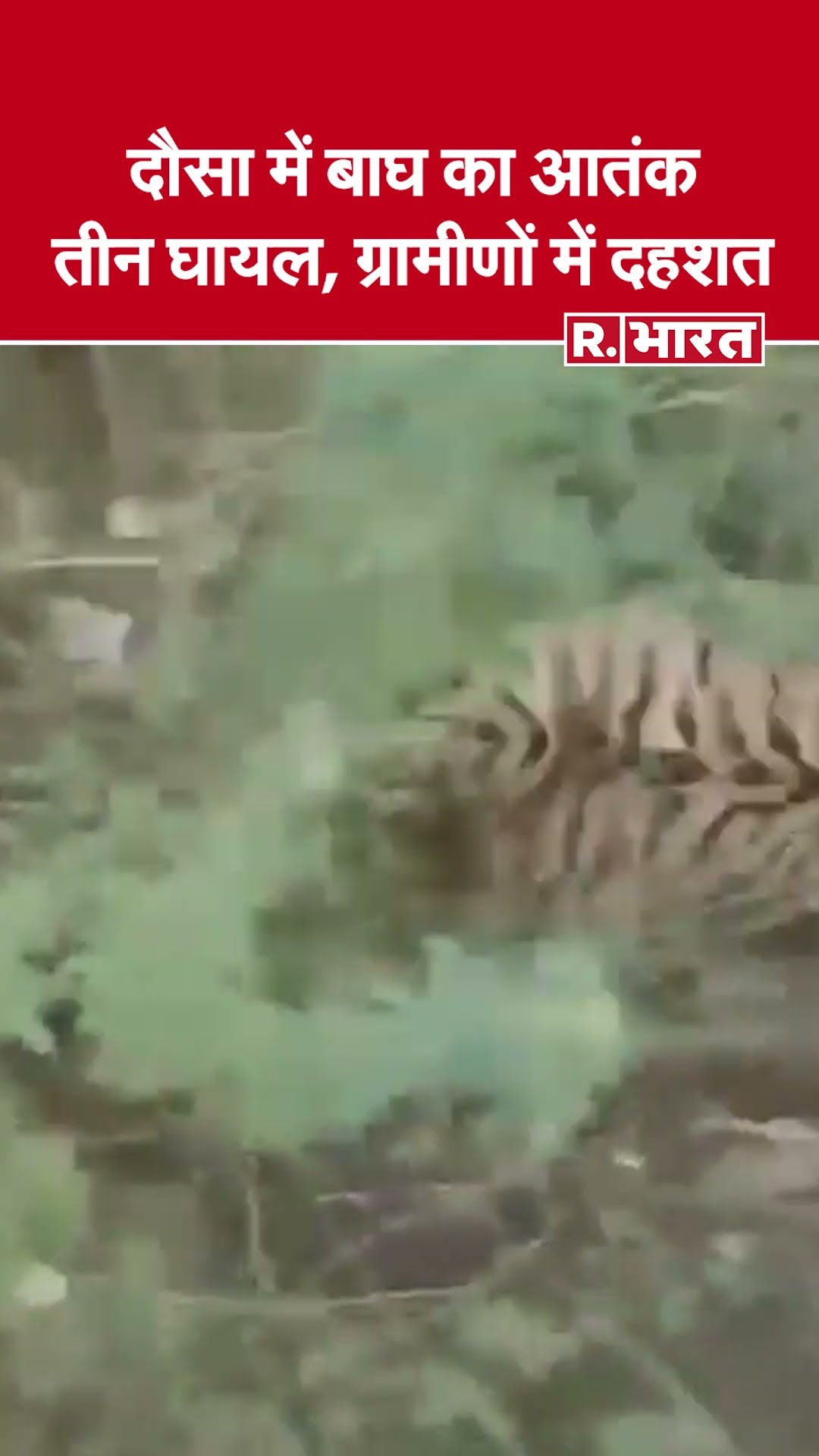 दौसा के बांदीकुई में बाघ का हमला, गांव में फैला डर; वन विभाग अलर्ट