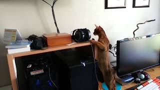 Abyssinian Kitten Larry goes crazy watching TV cat Mewvies by LitterNose 3,962 views 4 years ago 1 minute, 44 seconds