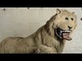 This Disturbing Lion Is From 1731
