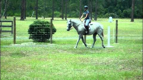 Kiwi and I Dressage Introductory Level Test A-USDF-