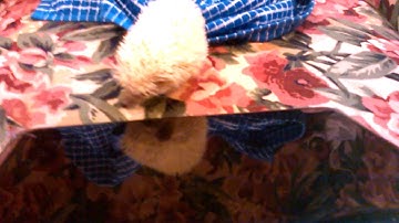 Craig 10 inch netbook unboxing part 2