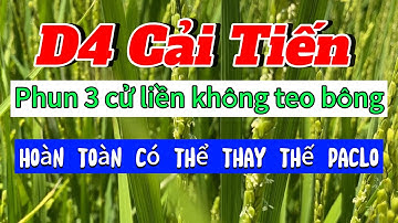 THAY THẾ PACLO BẰNG CỨNG CÂY D4 CẢI TIẾN TRÊN LÚA  KHÔNG TEO BÔNG, NGHẸN ĐÒNG, RA RỄ MẠNH, CỨNG CÂY