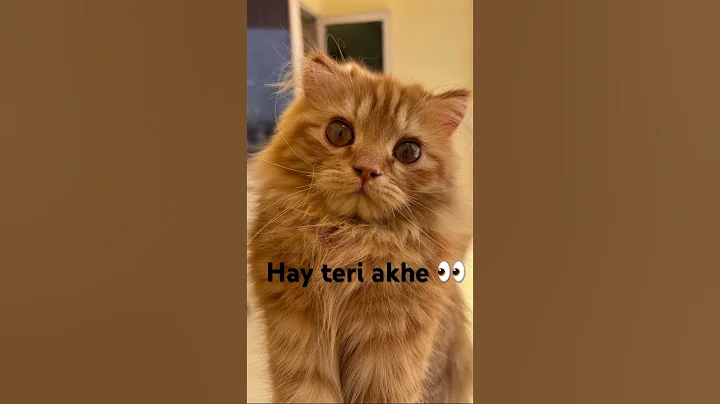 Video 8267161: persiancat cats catlover, persiancat funny cute catlover