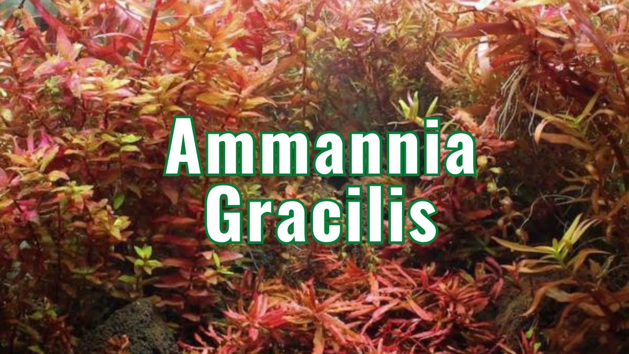 Ammannia Gracilis   Aquarium Plant Info