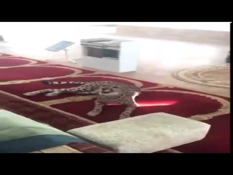 فهد يفاجئ المصلين في مسجد النغيمشي ببريدة السعودية