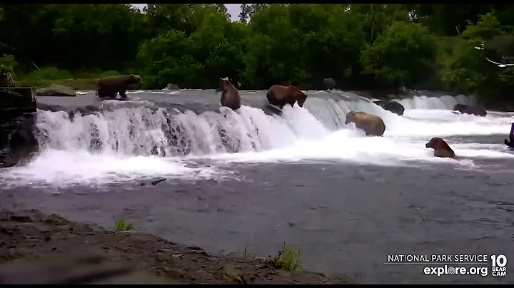 BFL.  306 gets a big one!  Explore.org.  7/16/22