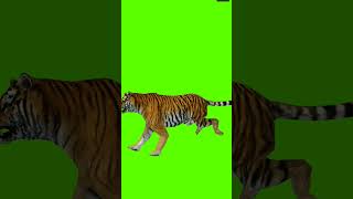 Lion green screen shots