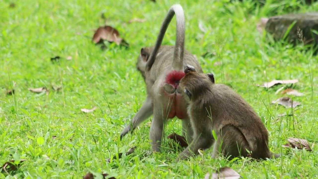 Monkey  Gavin Meet Spring Mama Walking On Grass / MA-D.777