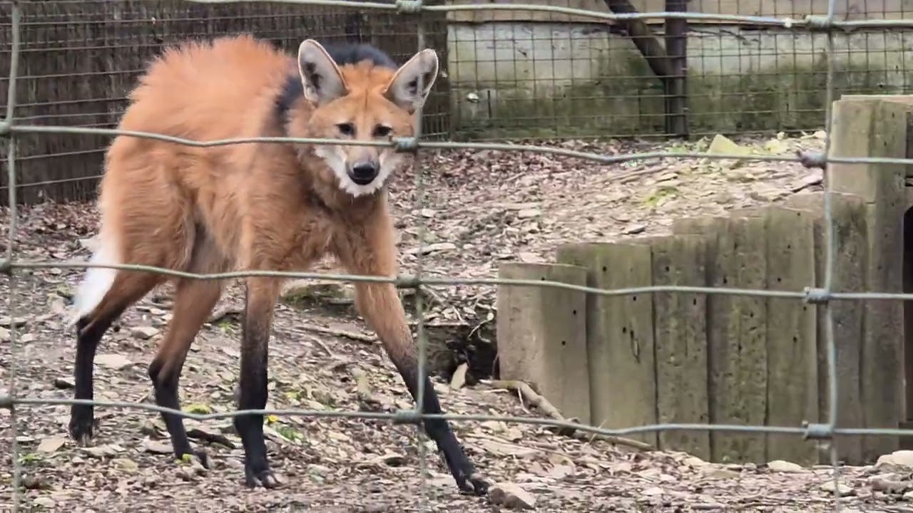 В этом гривистом волке было что-то завораживающее.