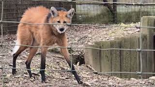 Something about this Maned wolf was fascinating