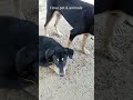 Funny Dog #viral #dog #doglove #doglife #dogshorts #fypシ