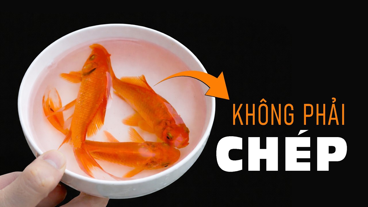 99% Người Việt Không Biết Sự Thật Này Về Cá Chép!