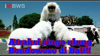 Atraksi singo ulung di Bali, asli karya Bondowoso.