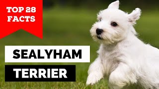 99% of Sealyham Terrier Dog Owners Don't Know This