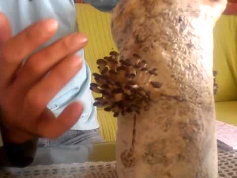 Video: Kako Očistiti Gljive Bukovače