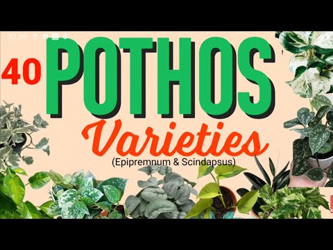 40 POTHOS |
