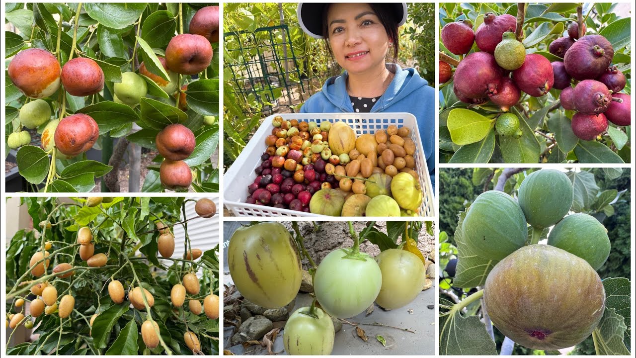 Thu hoạch một mâm ngủ quả: Táo Tàu, Quất Hồng Bì, Ổi bi, Dưa Nam Mỹ, Sung Mỹ trong sân vườn ở Úc