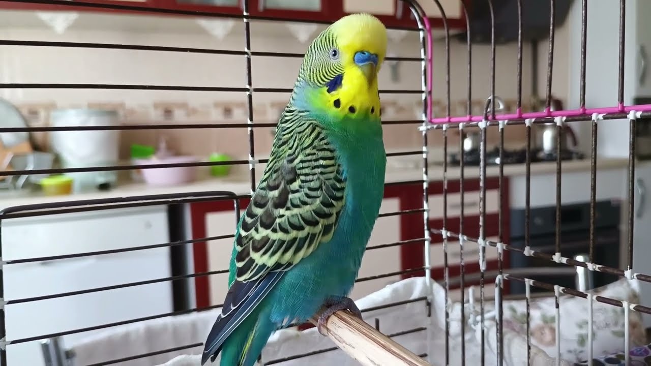 ÇILDIRACAK MUTLULUKTAN / Onunla Daha Yakın Olun! 🐦💖 Ötme sesi , Muhabbet kuşu sesi ,çağırma sesi